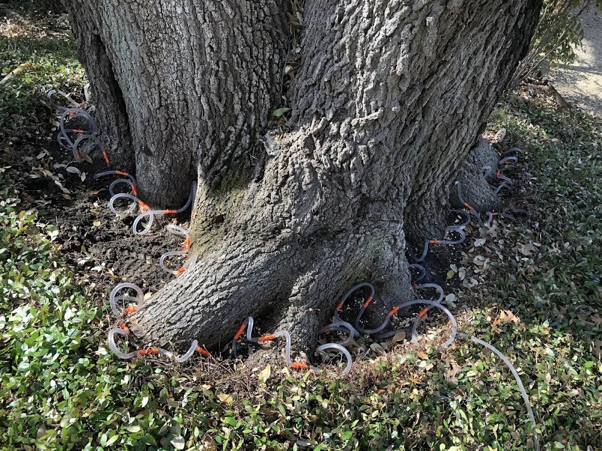 Detailed Tree Cabling and Bracing job site in East Norwich