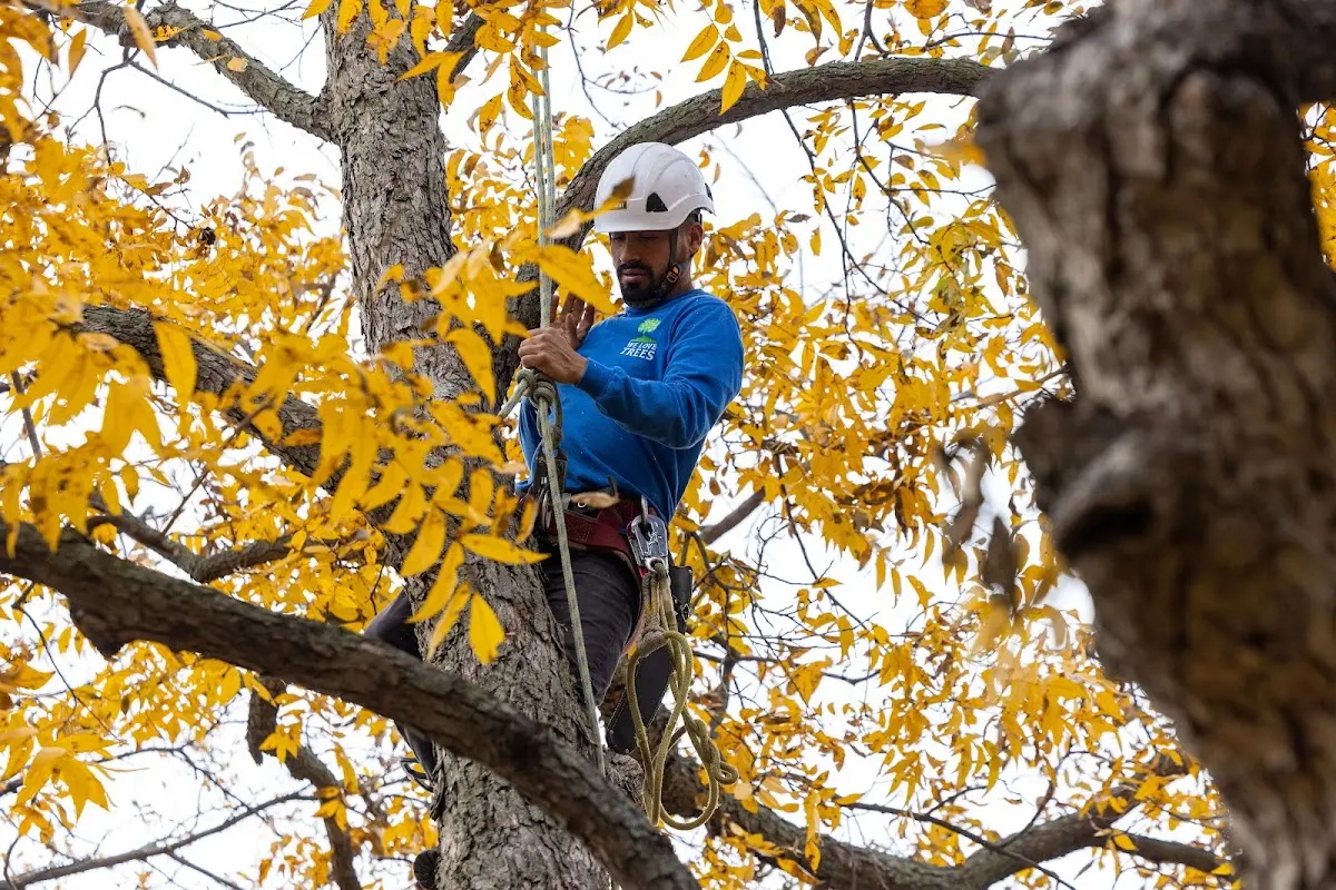 Skilled Tree Pruning crew working in East Norwich